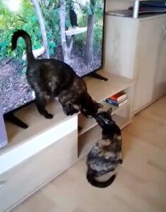 kathi_2023_kitti_2024