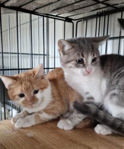 bonni_klaid_10.08.25