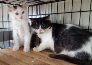 Romanesco_10.08.2025