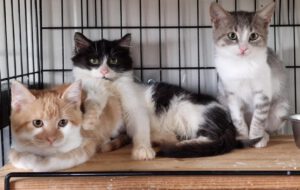 Romanesco_10.08.2025