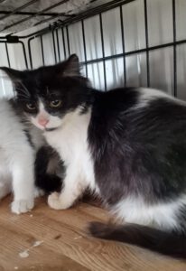 Romanesco_10.08.2025