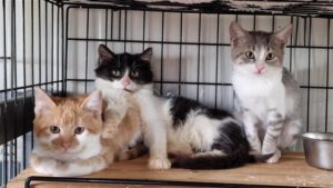 bonni_klaid_Romanesco_10.08.25