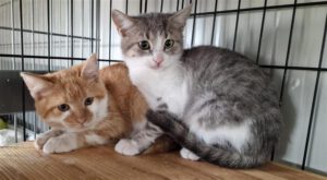 bonni_klaid_10.08.25