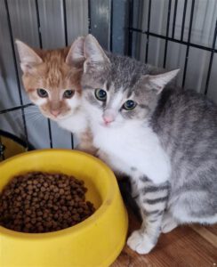 bonni_klaid_10.08.25