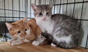 bonni_klaid_10.08.25