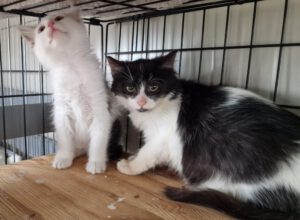 Romanesco_10.08.2025