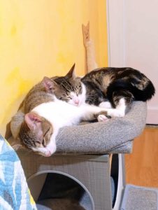 desiree_05.25_Krasen_04.25