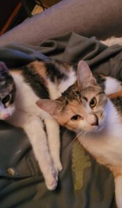 BRANDY_BADITA_01.06.2025