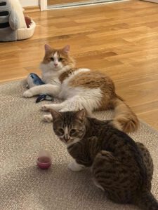 Tommi_11.03.24_Orlin_20.06.2024