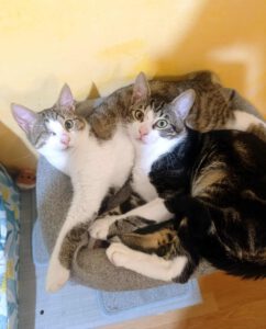 desiree_05.25_Krasen_04.25