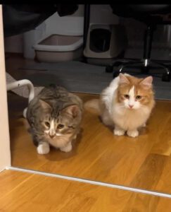 Tommi_11.03.24_Orlin_20.06.2024