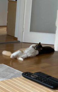 Tommi_11.03.24_Orlin_20.06.2024