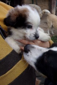 KODAK Digital Still Camera