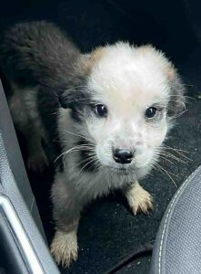 597415573_1491587998811202_8787170326236419697_n