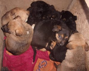 KODAK Digital Still Camera