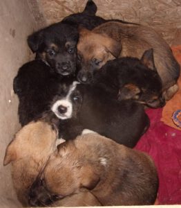 KODAK Digital Still Camera