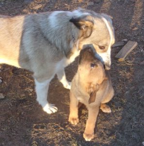 KODAK Digital Still Camera