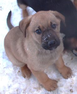 KODAK Digital Still Camera