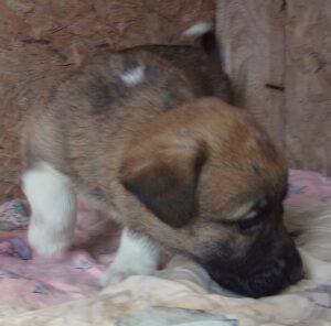 KODAK Digital Still Camera