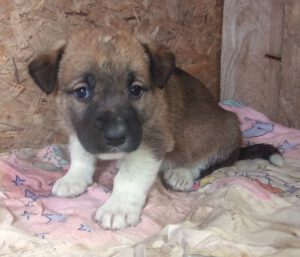 KODAK Digital Still Camera