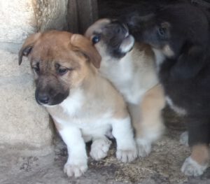 KODAK Digital Still Camera