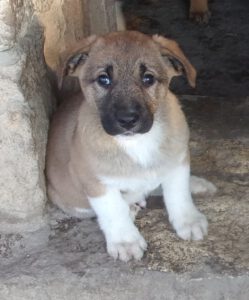 KODAK Digital Still Camera