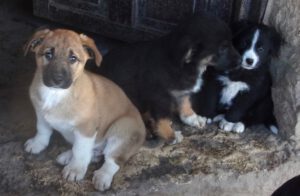 KODAK Digital Still Camera