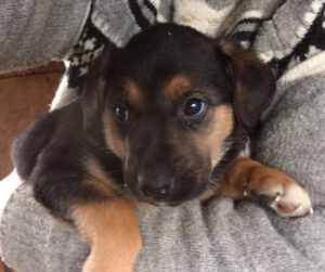 KODAK Digital Still Camera