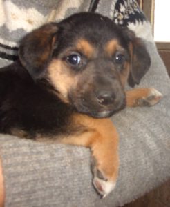 KODAK Digital Still Camera