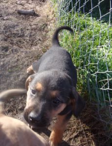 KODAK Digital Still Camera