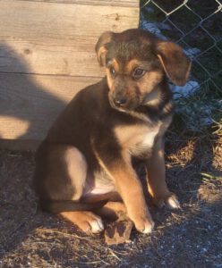 KODAK Digital Still Camera