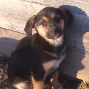 KODAK Digital Still Camera