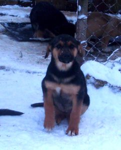 KODAK Digital Still Camera