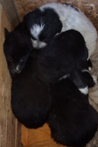 KODAK Digital Still Camera