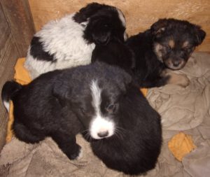 KODAK Digital Still Camera