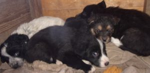 KODAK Digital Still Camera