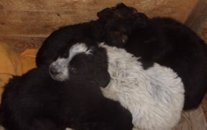 KODAK Digital Still Camera