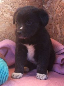 KODAK Digital Still Camera