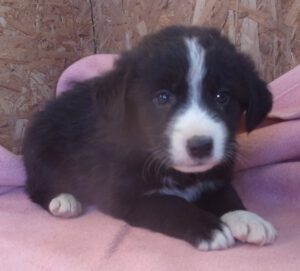 KODAK Digital Still Camera