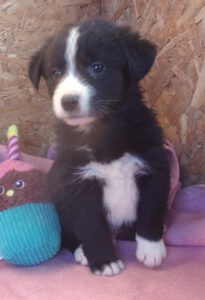 KODAK Digital Still Camera