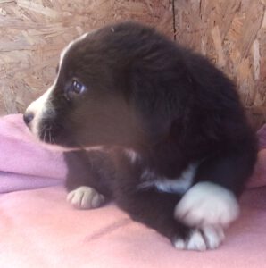 KODAK Digital Still Camera