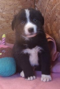 KODAK Digital Still Camera