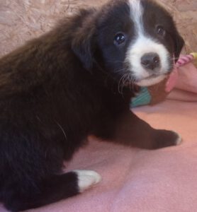 KODAK Digital Still Camera