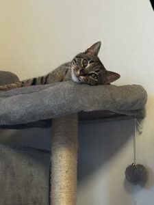 LitteTiger_BigTiger (1)