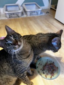 LitteTiger_BigTiger (2)