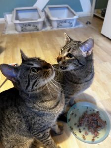 LitteTiger_BigTiger (3)