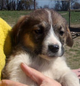 KODAK Digital Still Camera