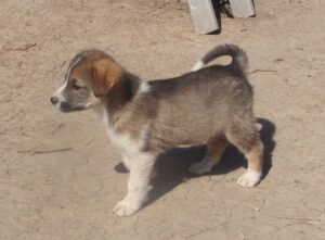 KODAK Digital Still Camera