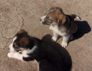 KODAK Digital Still Camera