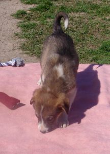 KODAK Digital Still Camera